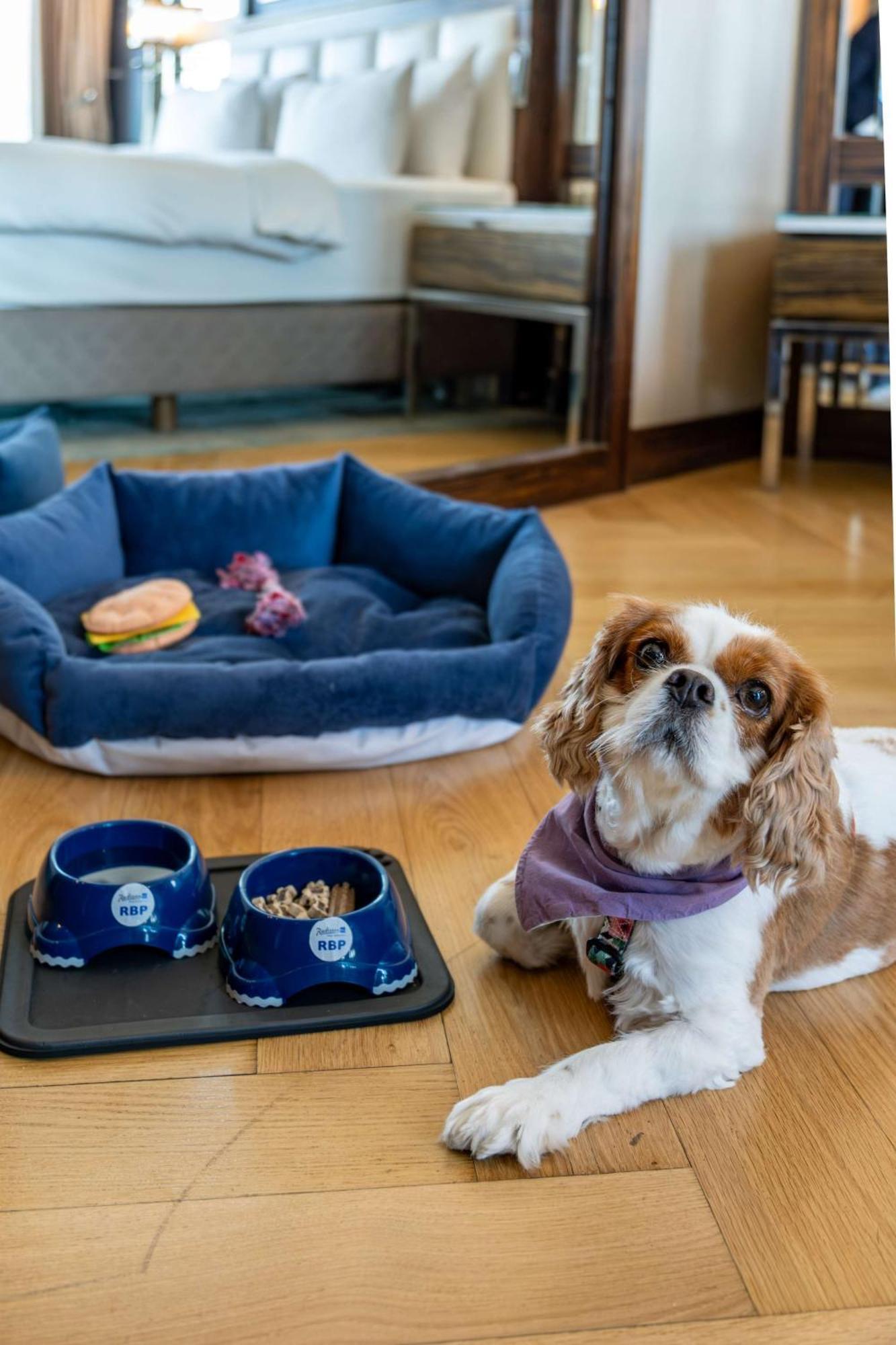 Radisson Blu Hotel Istanbul Pera Εξωτερικό φωτογραφία A dog with a dog bed